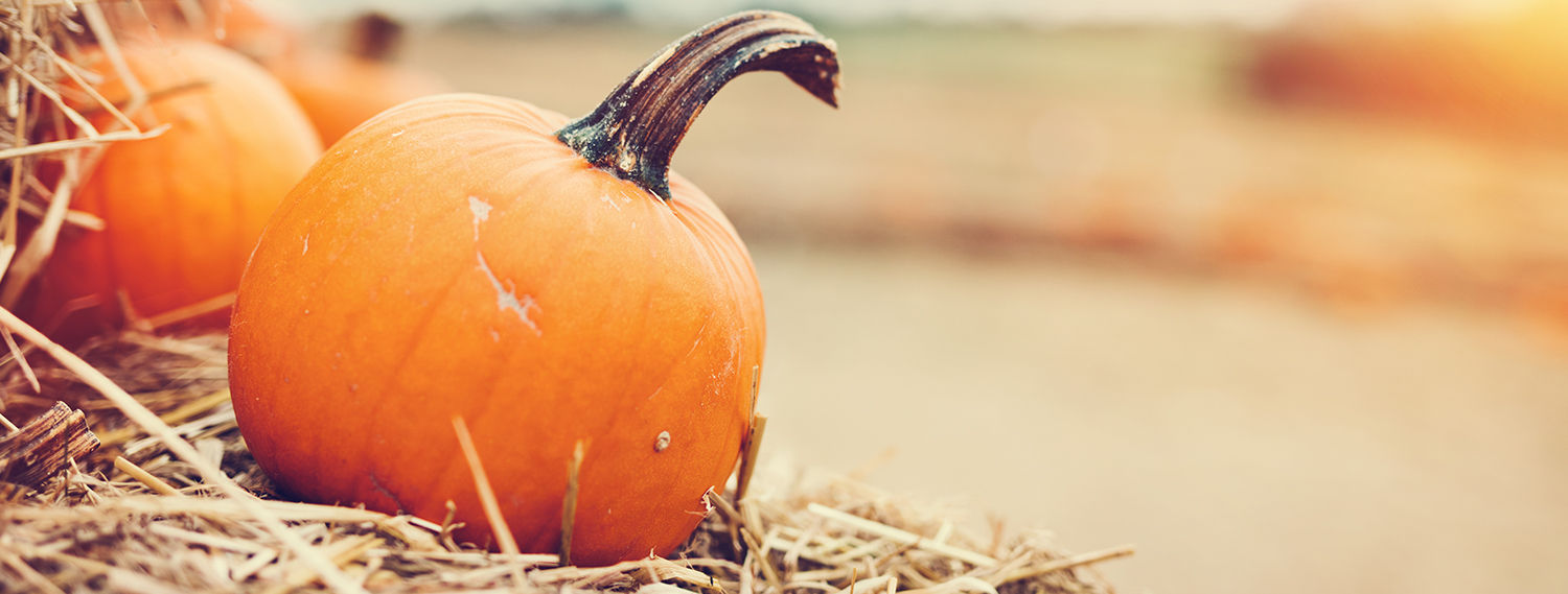 Kürbis-Banner Kürbis-Banner