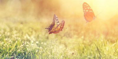 Vitamin D im Hochsommer Bild Vitamin D im Hochsommer