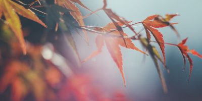 Bild Achtsamkeit in der Psychotherapie