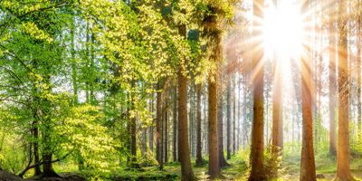 Bild Waldbaden mit Achtsamkeit