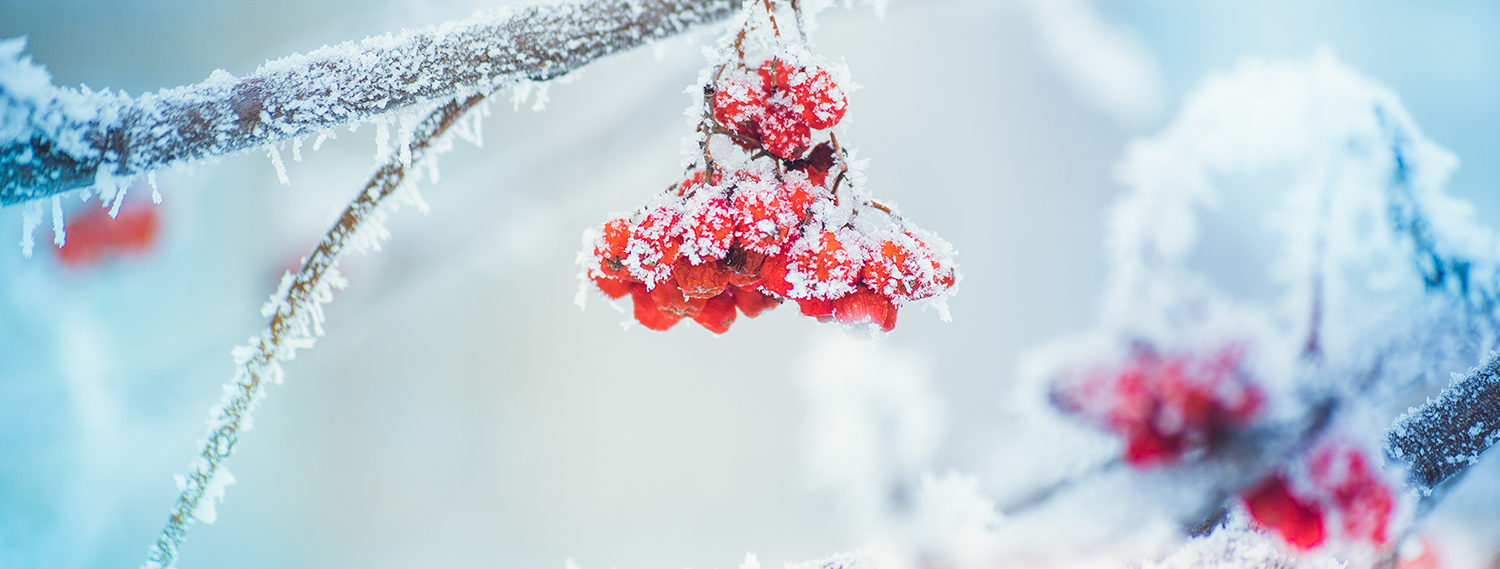 Frieren-banner Frieren