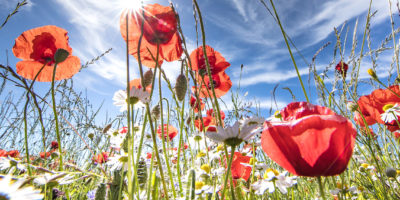 8 ayurvedische Sommertipps Bild 8 ayurvedische Sommertipps