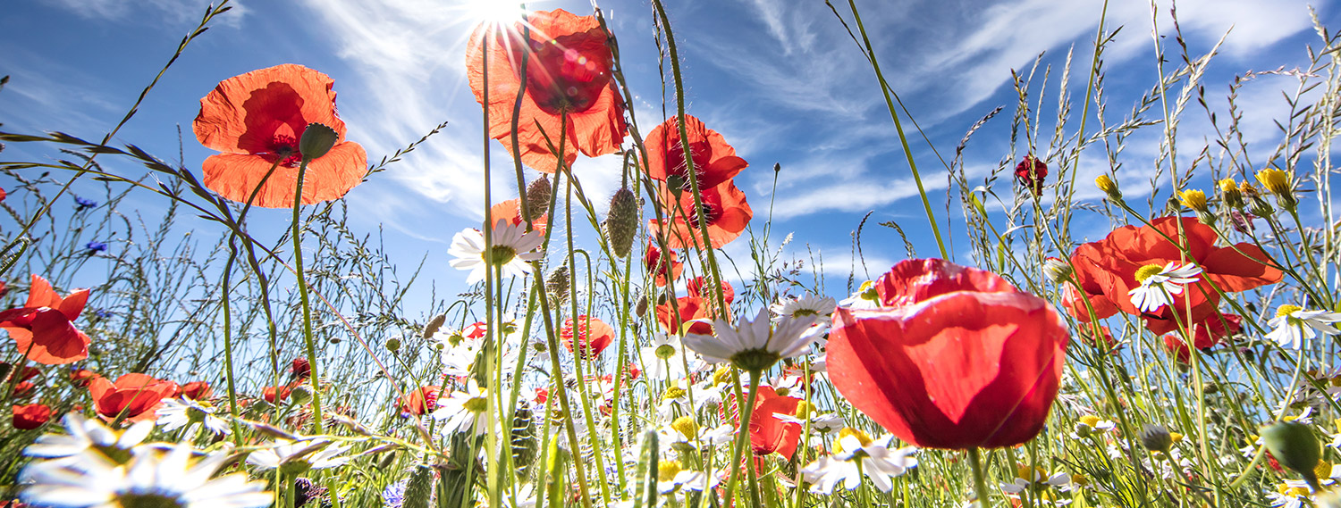 Sommertipps.Sommerwiese Sommertipps Sommerwiese