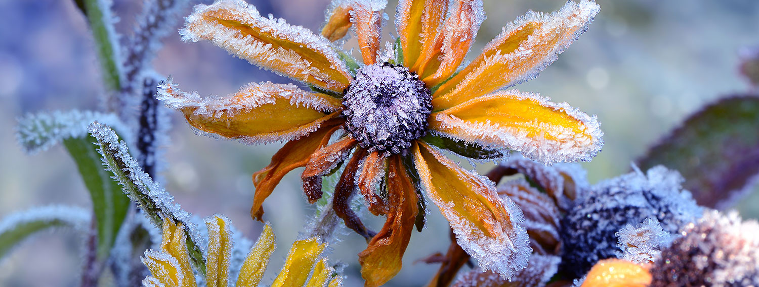 Übergangszeite-Blume Übergangszeite-Blume