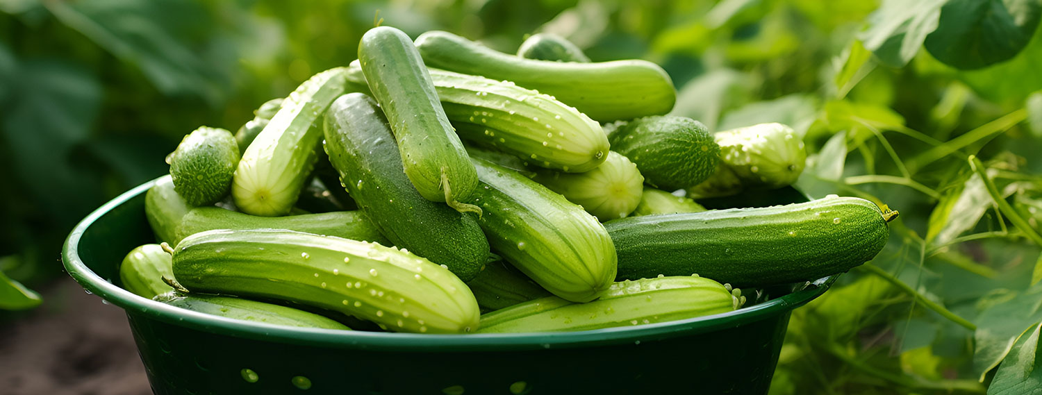 GurkenRezepte-Banner Ayurvedische Gurken Rezepte