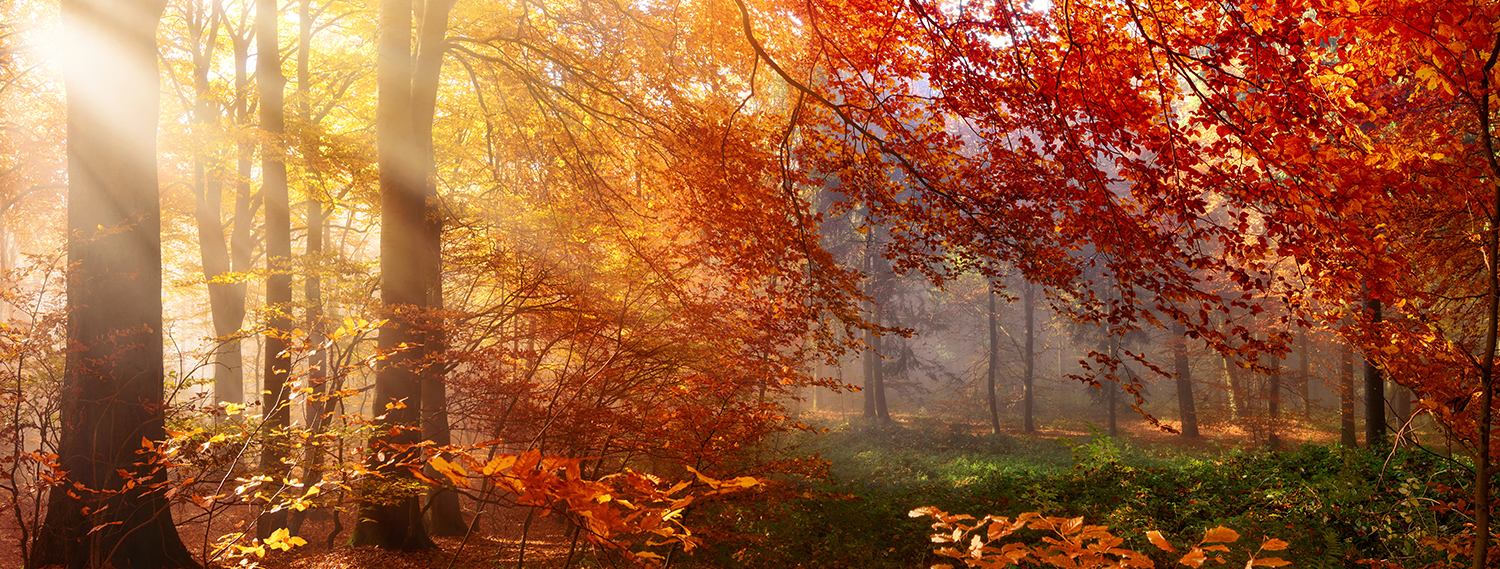 Herbsttipps-Banner Herbst-Tipps-Banner