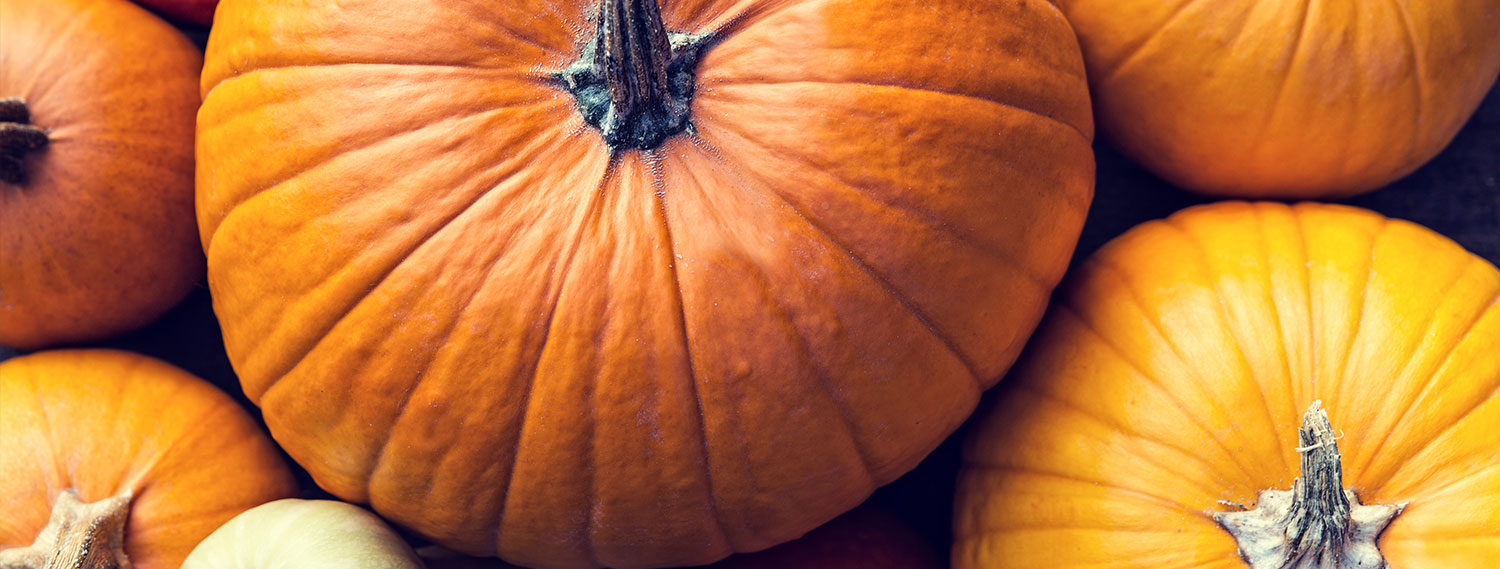 Kürbis-Banner Kürbis-Banner