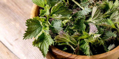 Ayurvedische Brennesselsuppe Bild Ayurvedische Brennesselsuppe