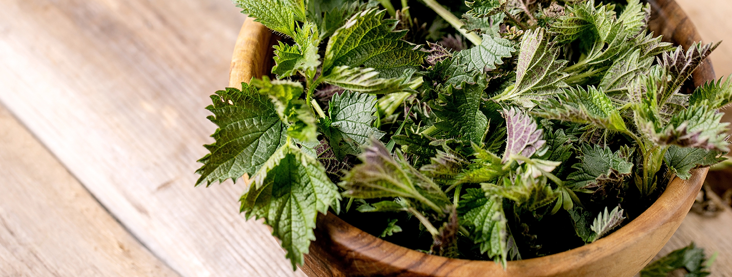 Brennesselsuppe-Banner Brennesselsuppe