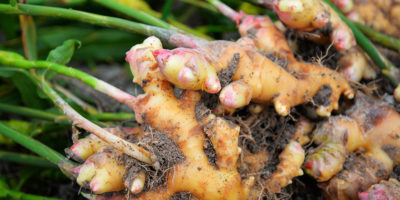 Superfood Ingwer Bild Superfood Ingwer